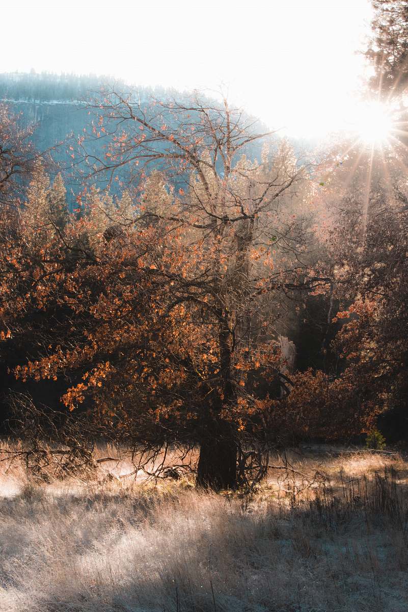 yosemite valley brown leafed tree united states